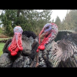 Meet your Posher, Ayla